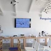 Gansbaai Penguin Campaign Launch
