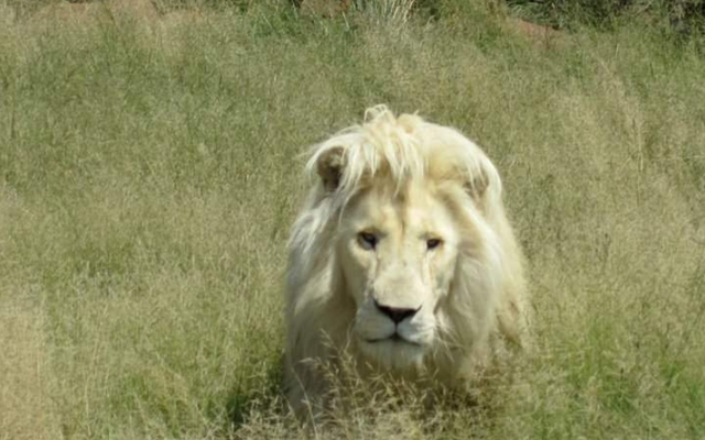 panthera_africa_galaxy_2_1566908245