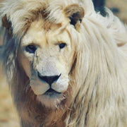 Galaxy needs a forever home and you can help!