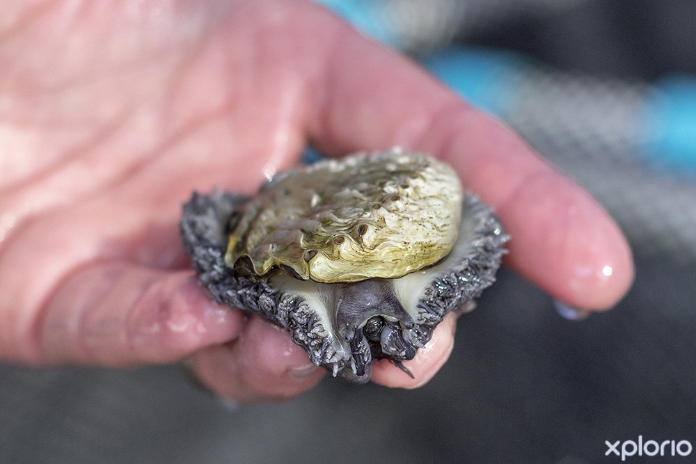 Heart of Abalone - Guided Abalone Tours in Hermanus - Xplorio™