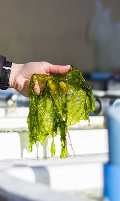 hermanus_things_to_do_abalone_tours_heart_of_abalone_baby_abalone_food_1566997312