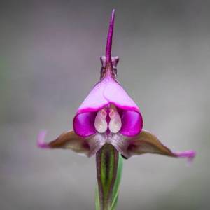 grootbos_pollination_orchid_1567080910