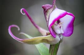 Deceptive Pollination - Well That's Ochird