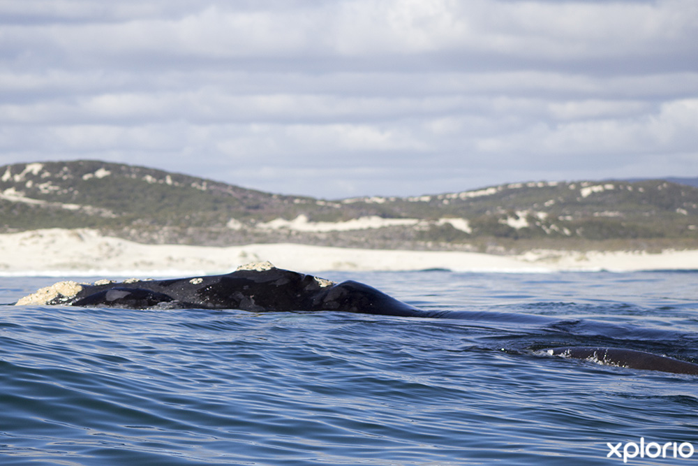 Southern Right Whales in Walkerbay