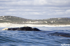 hermanus_things_to_do_whale_watching_hermanus_whale_cruises_close_up_encouters_1567406169