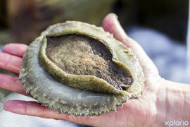 Guided Abalone Tours