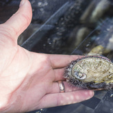 Xplorio Hermanus - Heart of Abalone - Guided Abalone Tours And Tasting