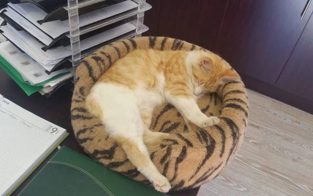 46657255_1907563079363528_4554777332388200448_n_1547038084_1568109409