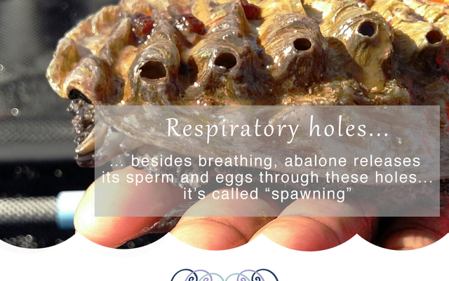 Nr7_Respiratory_holes_1568283765