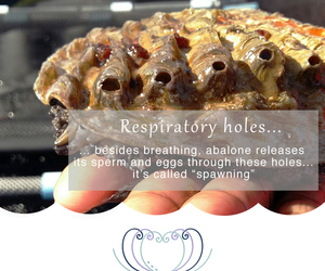 Spawning of the Abalone in Springtime