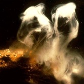 spawning male abalone