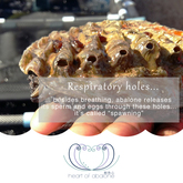 Respiratory holes