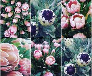 Indigenous South African Flowers