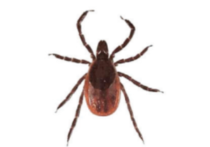 How To Keep Ticks Away