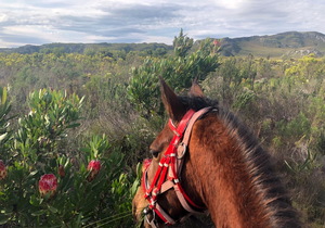 Springtime in the Overberg