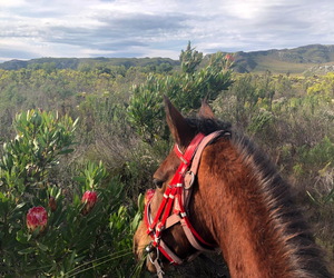 Springtime in the Overberg
