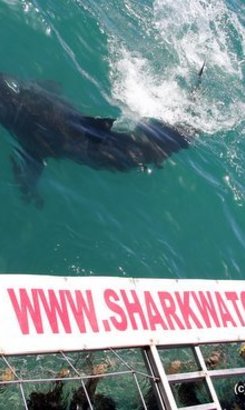 20130127_SF_Trip1_NStelluto_IMG_0053