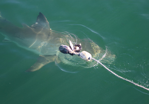 Things To Do In Gansbaai