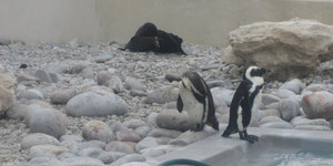 penguins_1570017918