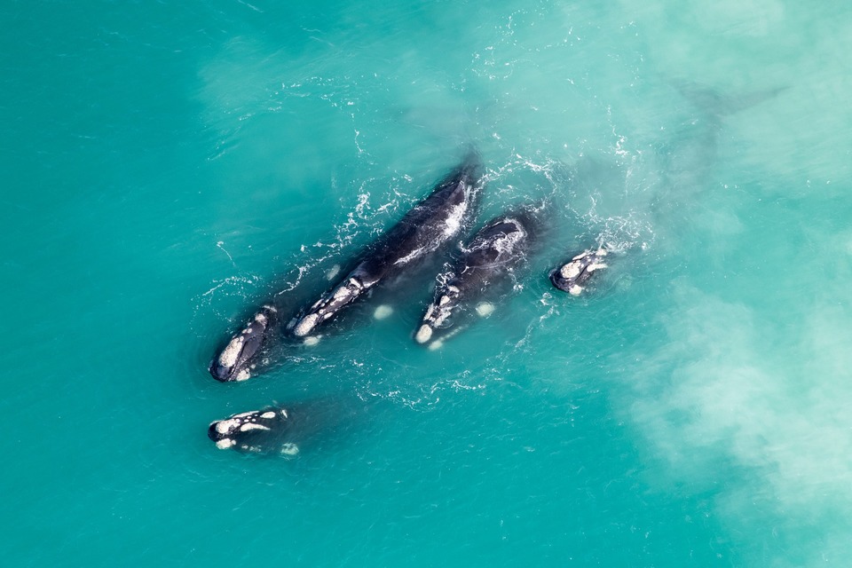 Whales in Walkerbay, picture taken from an aeroplane  