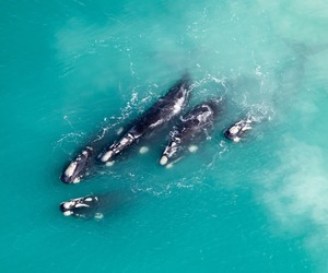 Land Based Whale Watching at De Hoop Nature Reserve