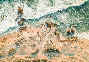 Southern Right Whales Migrate