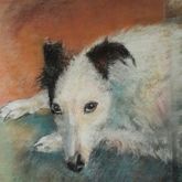 'A Dog I Met' Chalk Pastel - Sara Abbott Studio - Stanford