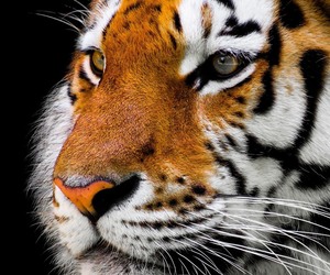 October Eye Of The Tiger Gym Challenge