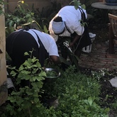  Organic Garden - Blue Goose - Gansbaai