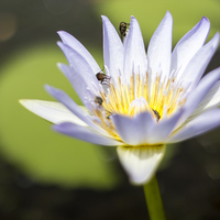 Betty's Bay - Harold Porter Botanical Gardens - Water Lily