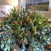 Fynbos - Blue Goose - Gansbaai