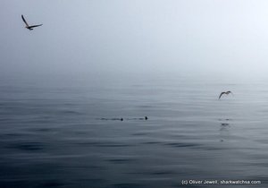 Photo of the day - We're not alone!