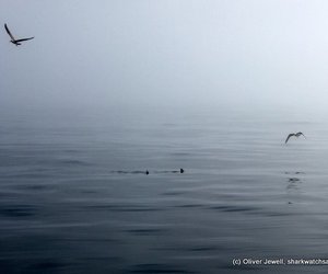 Photo of the day - We're not alone!