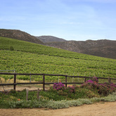 Stanford Wine Route - Wine Farms