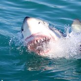 Photo of the day - Laughing sharks!