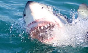 Photo of the day - Laughing sharks!