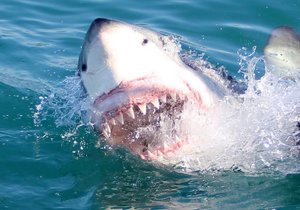 Photo of the day - Laughing sharks!