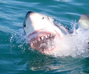 Photo of the day - Laughing sharks!