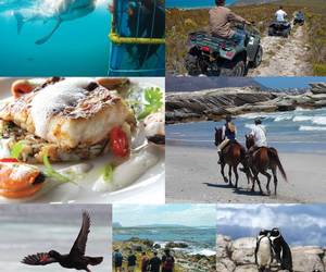 Top Attractions in Gansbaai