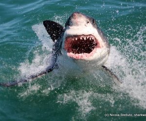 Photo of the day - Leaping sharks!