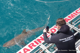 Daily Blog 13 November 2019 | White Shark Diving Gansbaai