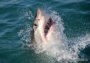 Photo of the day - Great White Breach!