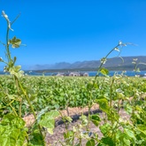 Benguela Cove - RE/MAX Town and Country - Hermanus