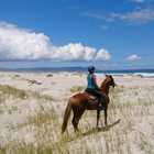 Beach Horse Riding - African Horse Company - Stanford Beach Horse Riding - African Horse Company - Stanford