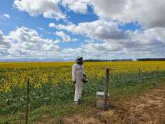 Bees and Pollination Services