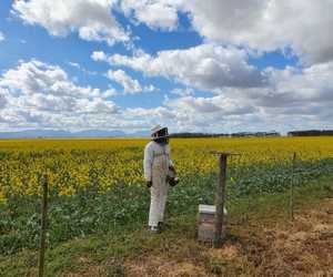 Bees and Pollination Services