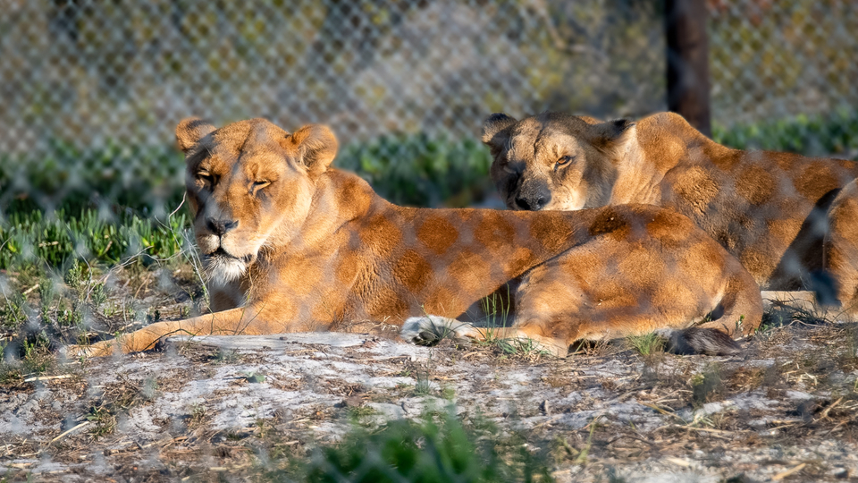 panthera sanctuary stanford