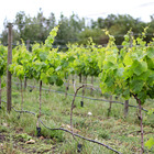 Napier - Grape Vines