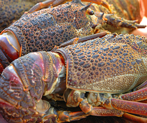 Rock Lobster Season 2019 / 2020