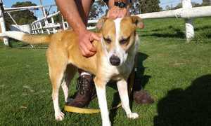 Meisiekind - Mixed Breed up for Adoption